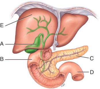 <strong>The enzyme,produced in the organ labeled C,which digests DNA is called:  </strong> A)Deoxyribonuclease B)Ribonuclease C)Salivary amylase D)Pepsin E)Sucrase <div style=padding-top: 35px> 