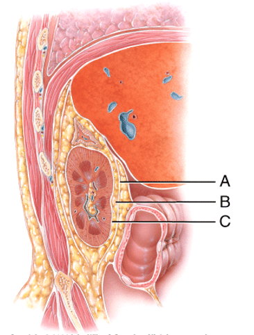 This layer runs deep to the peritoneum on the anterior surface of the kidneys.