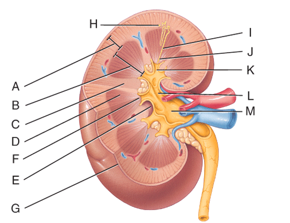 <strong>This can be divided into the cortical zone and the juxtamedullary zone. </strong> A)A B)D C)E D)F E)G