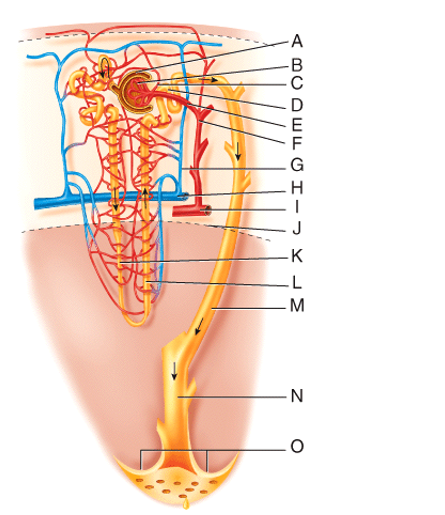What two structures comprise the renal corpuscle?