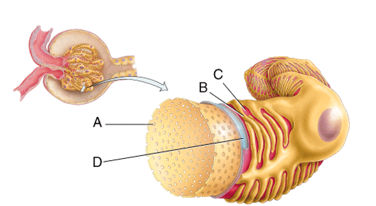 <strong>What is line D pointing to? </strong> A)Fenestration B)Pedicel C)Filtration slit D)Basal lamina E)Lumen of the glomerulus