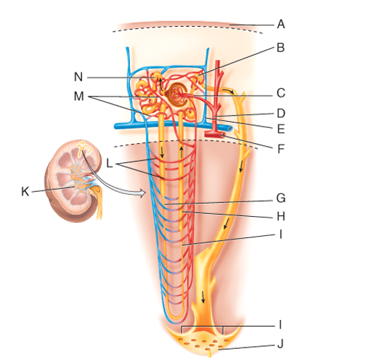 Which vessel in the diagram is the cortical radiate artery?