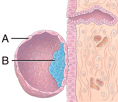 <strong>What is line A pointing to? </strong> A)Endometrial gland B)Trophoblast C)Embryoblast D)Blastocyst E)Dermatome
