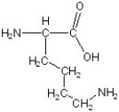<strong>Match the following.</strong> A)glycine B)aspartic acid C)alanine D)serine E)phenylalanine F)lysine 1) 2) 3) 4) 5) 6)