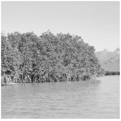 <strong>This wetland coastal area occurs: </strong> A)between 30ºN and 30ºS latitude. B)in coastal areas with low wave energy. C)in coastal areas that do not experience seasonal killing frosts. D)All of the above conditions control the distribution of this type of coastal wetland. E)Only A and B determine the distribution of this type of wetland.