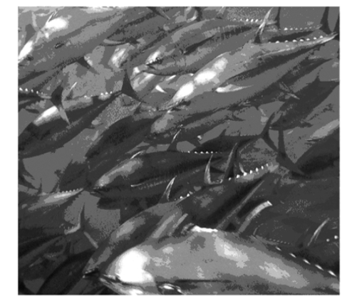 <strong>All of the following are benefits the adaptive behavior in the figure because it: </strong> A)confuses predators by constantly changing positions of the fish within the school. B)makes the group of fish appear as one large unit. C)reduces the mortality rate for individuals within the school D)reduces the probability that a predator will locate the prey species. E)All of the above behaviors are beneficial to schooling fish.