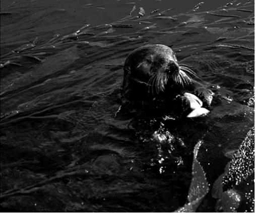 <strong>This marine mammal: </strong> A)are small mammals with dense fur and lack an insulating blubber layer. B)are tropical herbivores found in shallow coastal waters. C)have anterior flippers covered with hair that cannot be rotated backwards. D)have posterior flippers than can be moved forward. E)have thick fur with hollow fur shafts for insulation.