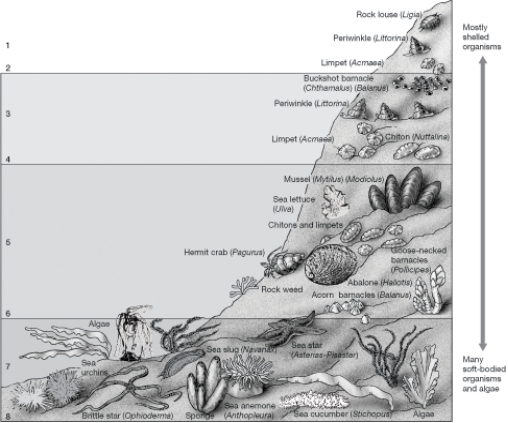 <strong>Refer to the Figure below to answer questions Along a rocky shore,the spray zone is indicated by the number:</strong> A)1. B)2. C)3. D)5. E)7.