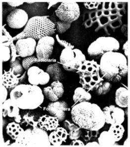 <strong>The organisms in this photograph would most likely produce oceanic sediments that are: </strong> A) calcareous. B) cosmogenous. C) lithogenous. D) neritic. E) siliceous.