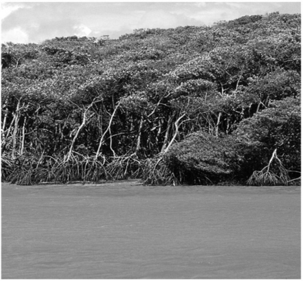<strong>This wetland coastal area occurs: </strong> A) between 30ºN and 30ºS latitude. B) in coastal areas with low wave energy. C) in coastal areas that do not experience seasonal killing frosts. D) All of the above conditions control the distribution of this type of coastal wetland. E) Only A and B determine the distribution of this type of wetland.