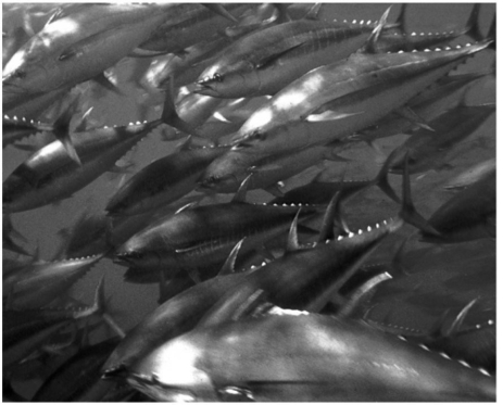 <strong>All of the following are benefits the adaptive behavior in the figure because it:  </strong> A) confuses predators by constantly changing positions of the fish within the school. B) makes the group of fish appear as one large unit. C) reduces the mortality rate for individuals within the school. D) reduces the probability that a predator will locate the prey species. E) All of the above behaviors are beneficial to schooling fish. <div style=padding-top: 35px> 