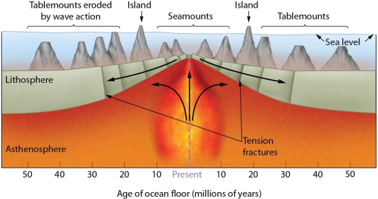 How can plate tectonics be used to help explain the differences between a seamount and a tablemount?