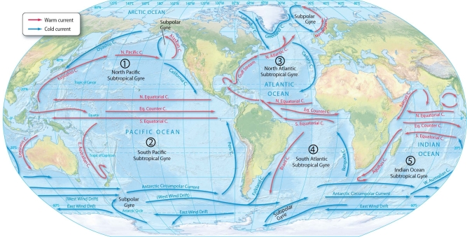 Describe the location of the western boundary and eastern boundary current within a gyre. How is the direction of these currents related to heat distribution of the Earth's oceans?