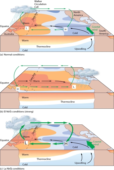 Describe the El Niño Southern Oscillation. What global environmental effects characterize an El Niño event? What global environmental effects characterize a La Niña event?