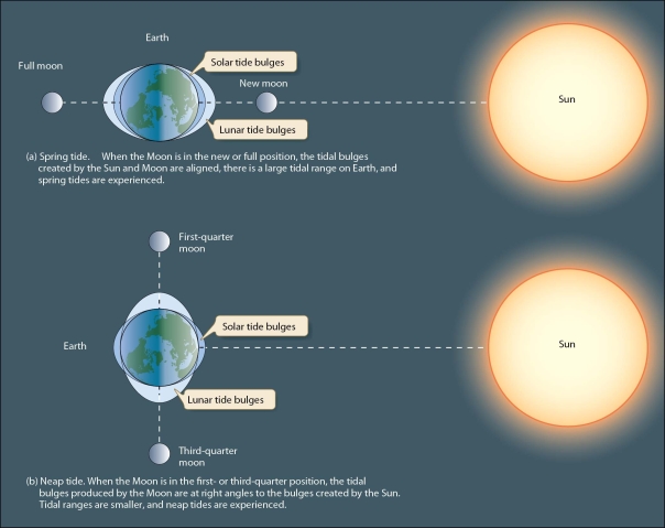 Distinguish between spring tides and neap tides.