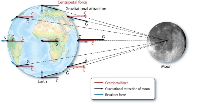How do centripetal forces and gravitation forces interact to produce the tides?
