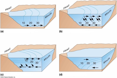 List and briefly describe the four types of estuaries based upon origin and give an example of each.