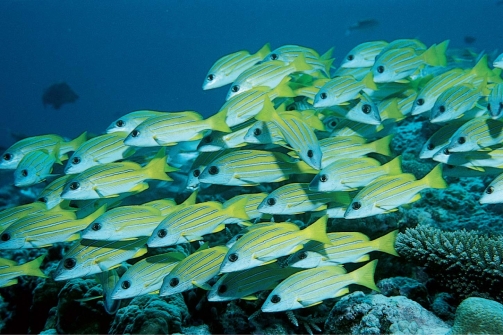 <strong> All of the following are benefits of the adaptive behavior in the figure because it:</strong> A)confuses predators by constantly changing positions of the fish within the school. B)makes the group of fish appear as one large unit. C)reduces the mortality rate for individuals within the school. D)reduces the probability that a predator will locate the prey species. E)All of the above behaviors are beneficial to schooling fish.