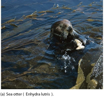 <strong> This marine mammal:</strong> A)is a small mammal with dense fur and lack an insulating blubber layer. B)is a tropical herbivores found in shallow coastal waters. C)has anterior flippers covered with hair that cannot be rotated backwards. D)has posterior flippers than can be moved forward. E)has thick fur with hollow fur shafts for insulation.
