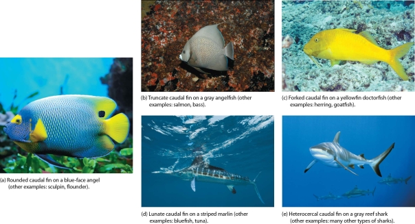 Describe the most common tail fin modifications and discuss the swimming styles associated with each fin modification.