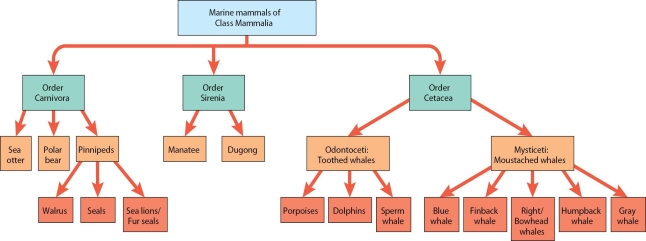Briefly describe the taxonomic groups of marine mammals. List the characteristics of each group and name an organism that belongs to each taxonomic group.