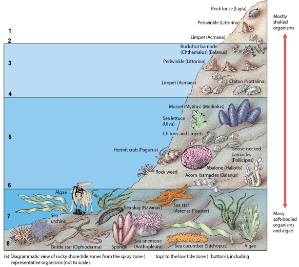 <strong>Refer to the figure below to answer the following question.   Within the intertidal zone, the area that receives equal amounts of air exposure and water coverage is indicated by the number:</strong> A)1) B)3) C)5) D)6) E)7) <div style=padding-top: 35px> 