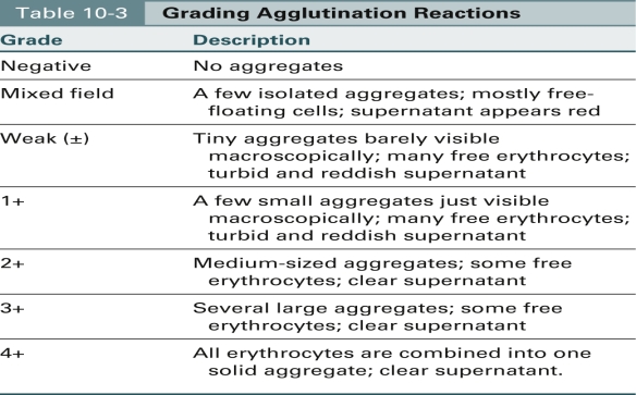 <strong>Match the grade of the agglutination reaction with the appropriate description. Weak (±)</strong> A)Tiny aggregates B)No aggregates C)Medium-sized aggregates,some free red blood cells (RBCs) D)Clear supernatant