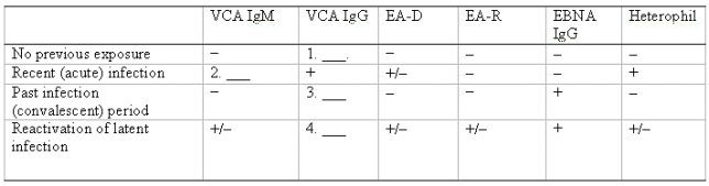 <strong>Fill in the blanks in the table. 1.No previous exposure A)Viral capsid antigen (VCA)IgG-negative (-) B)VCA IgG positive (+) 2.Recent (acute)infection A)VCA IgM-negative (-) B)VCA IgM-positive (+) 3.Past infection (convalescent)period A)VCA IgG-negative (-) B)VCA IgG-positive (+) 4.Reactivation of latent infection</strong> A)VCA IgG-negative (-) B)VCA IgG positive (+) Characteristic Antibody Formation in Infectious Mononucleosis