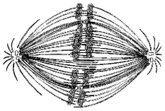 Figure 9.2 -If the cell whose nuclear material is shown in Figure 9.2 continues toward completion of mitosis, which of the following events would occur next?