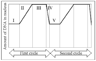 The following questions are based on Figure 9.3. Figure 9.3 -At which of the numbered regions would you expect to find cells at metaphase?