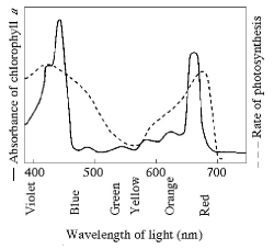 <strong> Figure 8.1 Figure 8.1 shows the absorption spectrum for chlorophyll a and the action spectrum for photosynthesis. Why are they different?</strong> A) Green and yellow wavelengths inhibit the absorption of red and blue wavelengths. B) Bright sunlight destroys photosynthetic pigments. C) Oxygen given off during photosynthesis interferes with the absorption of light. D) Other pigments absorb light in addition to chlorophyll a. E) Aerobic bacteria take up oxygen, which changes the measurement of the rate of photosynthesis.