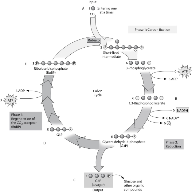 <strong>Use Figure 8.2 and the compounds labeled A, B, C, D, and E to answer the following questions. Figure 8.2 If ATP used by this plant is labeled with radioactive phosphorus, which molecule or molecules of the Calvin cycle will be radioactively labeled first?</strong> A) B only B) B and C only C) B, C, and D only D) B and E only E) B, C, D, and E