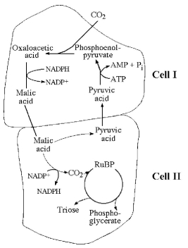<strong> Figure 8.3 Which of the following statements is true concerning Figure 8.3?</strong> A) It represents cell processes involved in C4 photosynthesis. B) It represents the type of cell structures found in CAM plants. C) It represents an adaptation that maximizes photorespiration. D) It represents a C3 photosynthetic system. E) It represents a relationship between plant cells that photosynthesize and those that cannot.