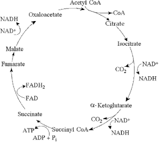 <strong> Figure 7.1 The citric acid cycle. Starting with one molecule of isocitrate and ending with fumarate, how many ATP molecules can be made through substrate-level phosphorylation (see Figure 7.1)?</strong> A) 1 B) 2 C) 11 D) 12 E) 24
