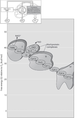 <strong> Figure 7.2 Figure 7.2 shows the electron transport chain. Which of the following is the combination of substances that is initially added to the chain?</strong> A) oxygen, carbon dioxide, and water B) NAD+, FAD, and electrons C) NADH, FADH2, and protons D) NADH, FADH2, and O2 E) oxygen and protons