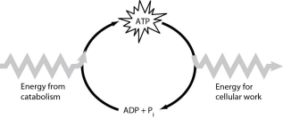 <strong> Figure 6.1 Which of the following is the most correct interpretation of Figure 6.1?</strong> A) Inorganic phosphate is created from organic phosphate. B) Energy from catabolism can be used directly for performing cellular work. C) ADP + ℗i are a set of molecules that store energy for catabolism. D) ATP is a molecule that acts as an intermediary to store energy for cellular work. E) ℗i acts as a shuttle molecule to move energy from ATP to ADP.