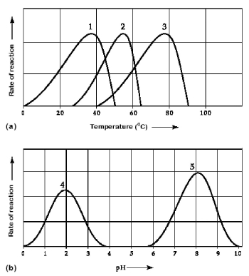 <strong> Figure 6.3 Activity of various enzymes at various temperatures (a) and at various pH (b). Which temperature and pH profile curves on the graphs were most likely generated from analysis of an enzyme from a human stomach, where conditions are strongly acid?</strong> A) curves 1 and 4 B) curves 1 and 5 C) curves 2 and 4 D) curves 2 and 5 E) curves 3 and 4