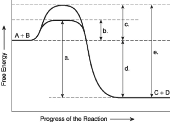 <strong>The following questions are based on the reaction A + B ↔ C + D shown in Figure 6.4. Figure 6.4 Which of the following represents the activation energy needed for the enzyme-catalyzed reverse reaction, C + D → A + B, in Figure 6.4?</strong> A) a B) b C) c D) d E) e