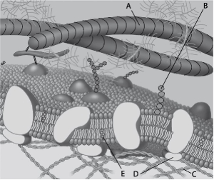 <strong> Figure 5.1 For the following questions, match the labeled component of the cell membrane in Figure 5.1 with its description. Which component is a microfilament of the cytoskeleton?</strong> A) A B) B C) C D) D E) E