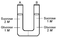 <strong> Figure 5.2 The solutions in the two arms of this U-tube are separated by a membrane that is permeable to water and glucose but not to sucrose. Side A is half-filled with a solution of 2 M sucrose and 1 M glucose. Side B is half-filled with 1 M sucrose and 2 M glucose. Initially, the liquid levels on both sides are equal. After the system reaches equilibrium, what changes are observed?</strong> A) The molarity of sucrose is higher than that of glucose on side A. B) The molarity of glucose is higher in side A than in side B. C) The water level is higher in side A than in side B. D) The water level is unchanged. E) The water level is higher in side B than in side A.