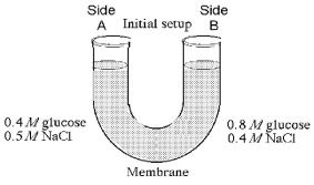 <strong> Figure 5.3 The solutions in the arms of a U-tube are separated at the bottom of the tube by a selectively permeable membrane. The membrane is permeable to sodium chloride but not to glucose. Side A is filled with a solution of 0.4 M glucose and 0.5 M sodium chloride (NaCl), and side B is filled with a solution containing 0.8 M glucose and 0.4 M sodium chloride. Initially, the volume in both arms is the same. Refer to the figure to answer the following questions. At the beginning of the experiment, side A</strong> A) is hypertonic to side B. B) is hypotonic to side B. C) is isotonic to side B. D) is hypertonic to side B with respect to glucose. E) is hypotonic to side B with respect to sodium chloride.