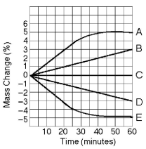<strong> Figure 5.4 Five dialysis bags, constructed from a semipermeable membrane that is impermeable to sucrose, were filled with various concentrations of sucrose and then placed in separate beakers containing an initial concentration of 0.6 M sucrose solution. At 10-minute intervals, the bags were massed (weighed) and the percent change in mass of each bag was graphed. Which line in the graph represents the bag with the highest initial concentration of sucrose?</strong> A) A B) B C) C D) D E) E