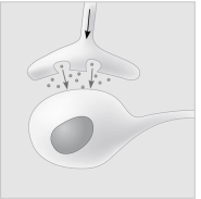 <strong> Figure 5.5 The following questions are based on Figure 5.5. Which of the following types of signaling is represented in Figure 5.5?</strong> A) autocrine B) paracrine C) hormonal D) synaptic E) long distance
