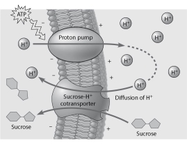 Use this description to answer the following question. A major group of G-protein-coupled receptors contains seven transmembrane α helices. The amino end of the protein lies at the exterior of the plasma membrane. Loops of amino acids connect the helices either at the exterior face or on the cytosol face of the membrane. The loop on the cytosol side between helices 5 and 6 is usually substantially longer than the others. -Based on the figure given below, which of these experimental treatments would increase the rate of sucrose transport into the cell?