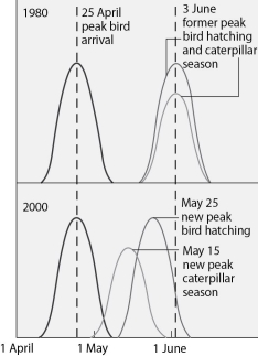 Use the graph in Figure 43.2 and the information provided in the paragraph below to answer the following questions. Flycatcher birds that migrate from Africa to Europe feed their nestlings a diet that is almost exclusively moth caterpillars. The graph in Figure 43.2 shows the mean dates of arrival, bird hatching, and peak caterpillar season for the years 1980 and 2000. Figure 43.2 -The shift in the peak of caterpillar season is most likely due to
