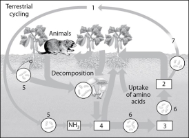 Figure 42.3 -In the diagram of the nitrogen cycle in Figure 42.3, which number represents the ammonium ion (NH4+)?