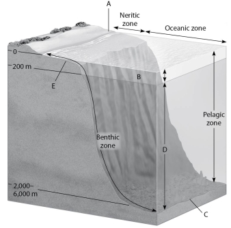 Figure 40.2 shows a generalized cross section of the marine environment with various zones labeled with letters. Choose the letter that best answers the question. Figure 40.2 -Which zone produces the most global oxygen?