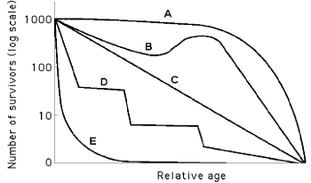 Use the survivorship curves in Figure 40.3 to answer the following questions. Figure 40.3 -Which statement best explains survivorship curve B?