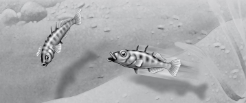 Figure 39.2 -In the territorial behavior of the stickleback fish, the red belly of one male that elicits attack from another male is functioning as a(n)