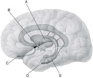 Refer to the illustration of the limbic system in Figure 38.1 to help answer the next few questions. Figure 38.1 -In Figure 38.1, which letter points to the thalamus?